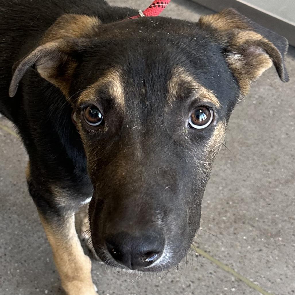 Enlarge Buddy, a Adoptable Mixed Breed in Las Cruces, NM image 5/6