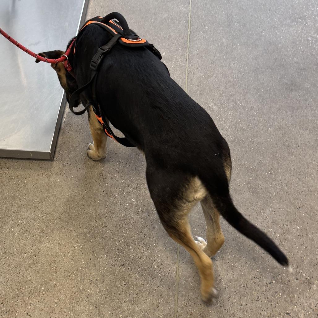 Enlarge Buddy, a Adoptable Mixed Breed in Las Cruces, NM image 6/6