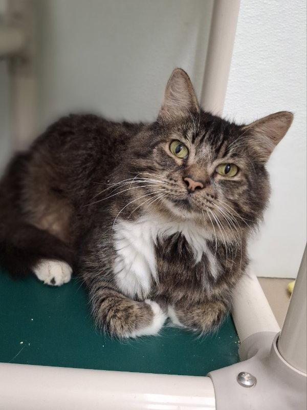Enlarge Snuggles, a Adoptable Domestic Long Hair in Gonic, NH image 1/3
