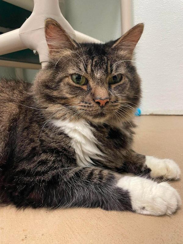 Enlarge Snuggles, a Adoptable Domestic Long Hair in Gonic, NH image 2/3