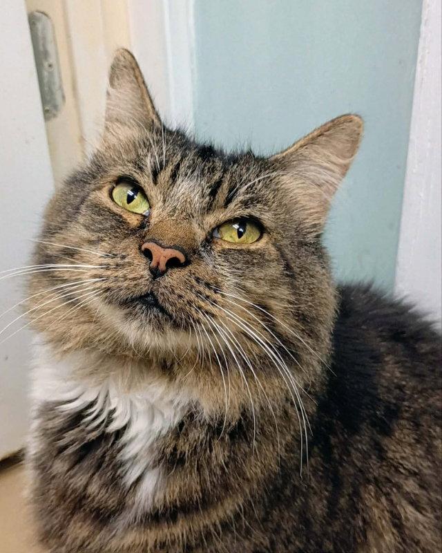 Enlarge Snuggles, a Adoptable Domestic Long Hair in Gonic, NH image 3/3