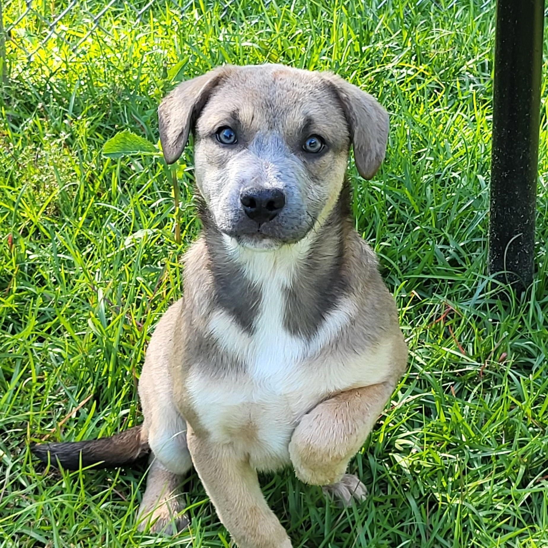 Bubbles, ADOPTABLE, Puppy Female Mixed Breed.