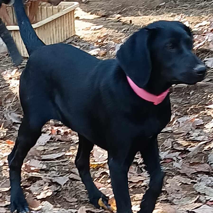 Ursa, Adoptable, Young Female Black Labrador Retriever & Hound.