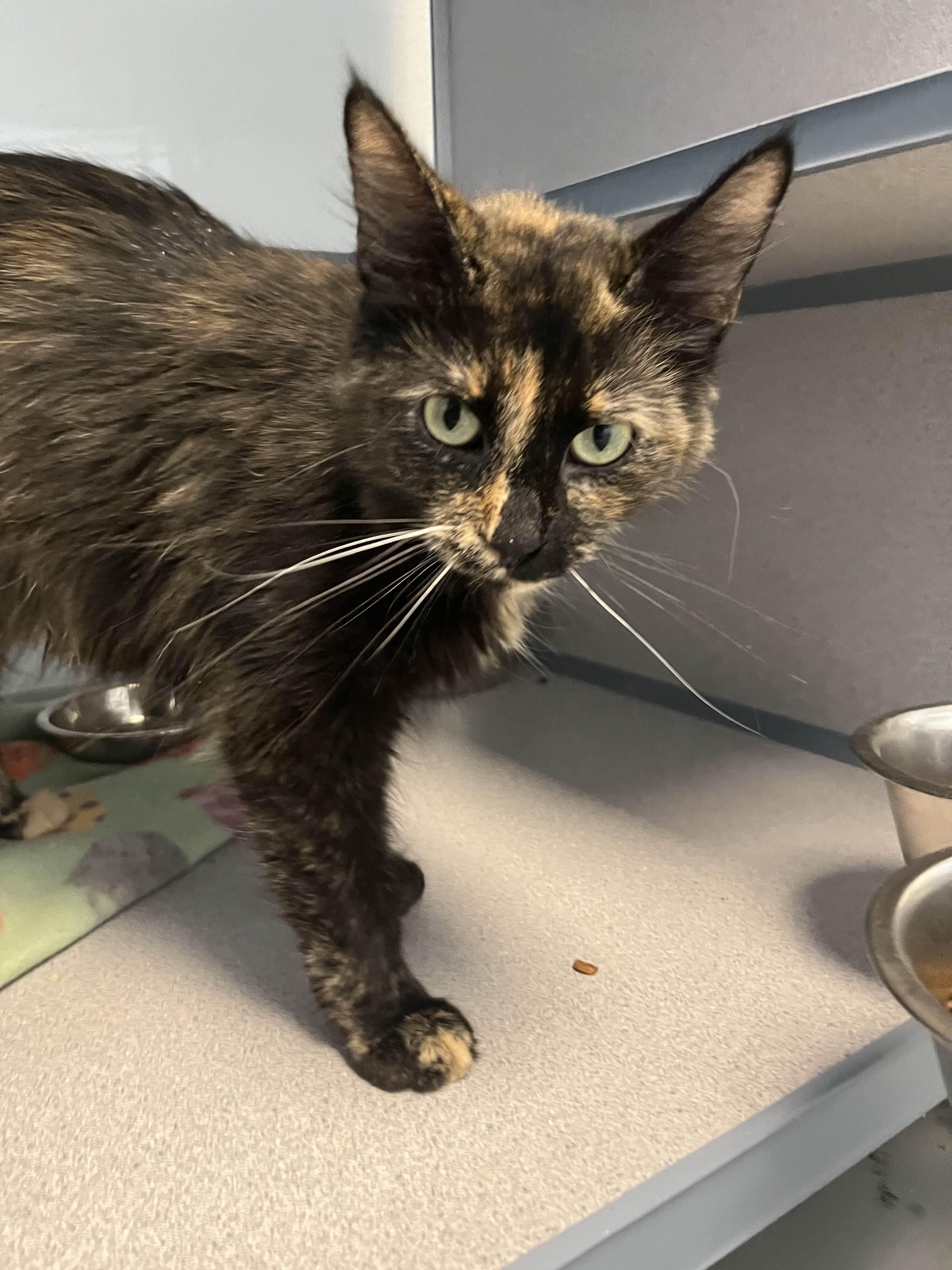 Tiffanie, Adult Female unknown