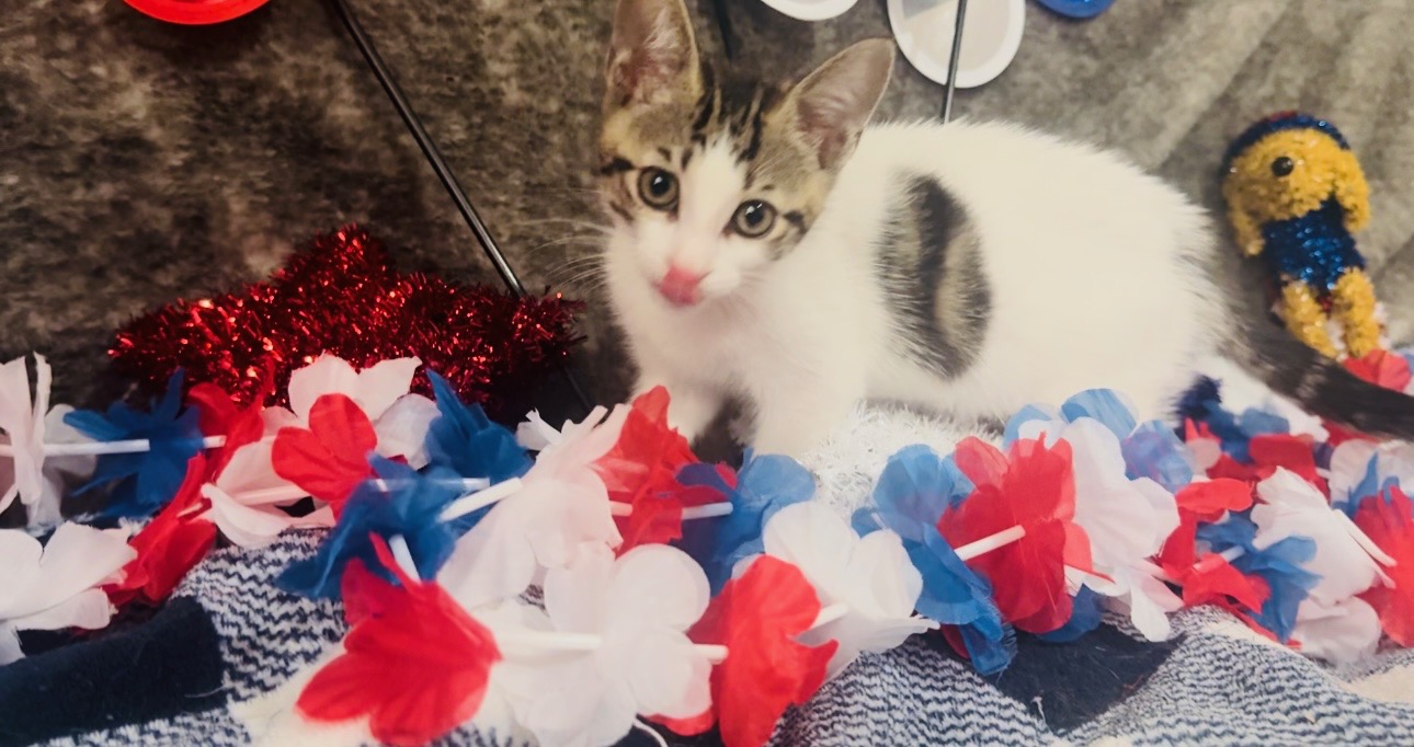 Moo Moo, Adoptable, Young Female Domestic Short Hair.