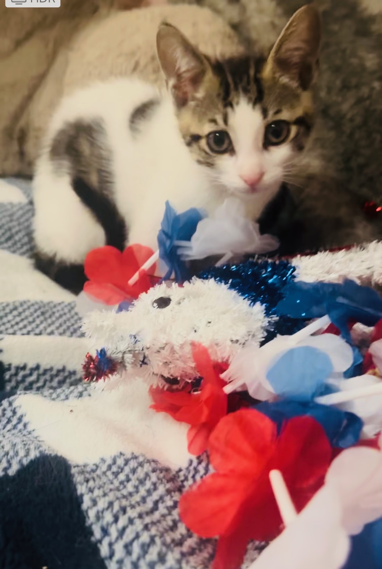 Moo Moo, a Adoptable Domestic Short Hair in Palm City, FL image 2/4