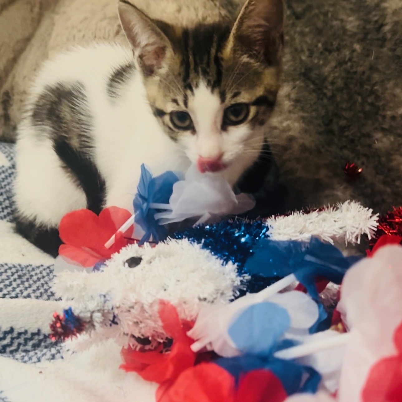 Moo Moo, a Adoptable Domestic Short Hair in Palm City, FL image 3/4