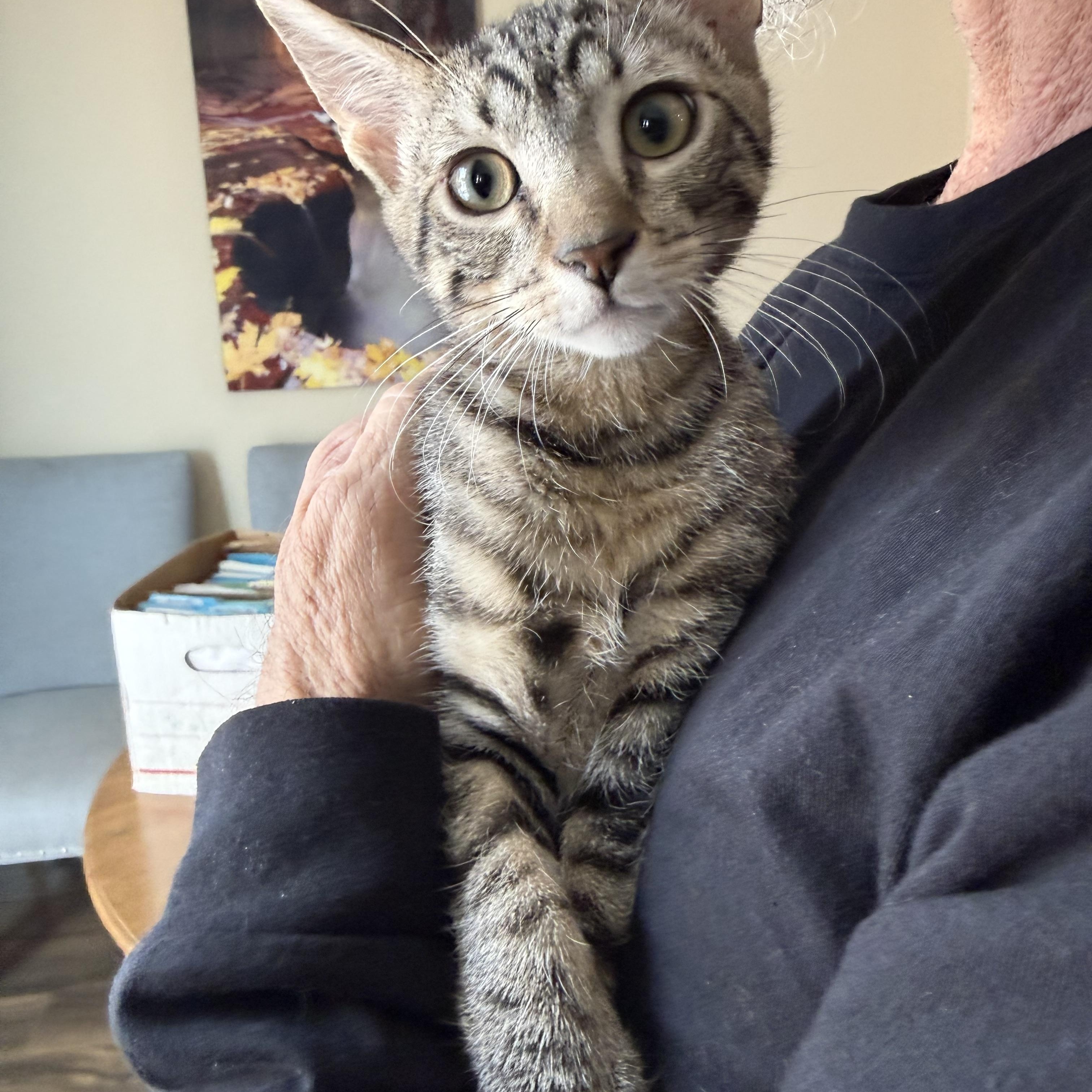 Enlarge Chimney Lookoit! , a ADOPTABLE Tabby in Las Vegas, NV image 1/1