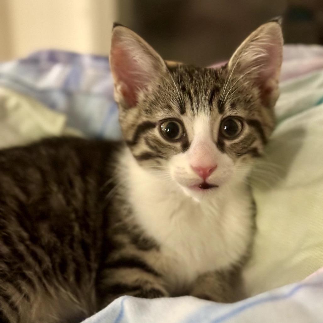 Enlarge Calzone, a Adoptable Domestic Short Hair in North Port, FL image 1/6