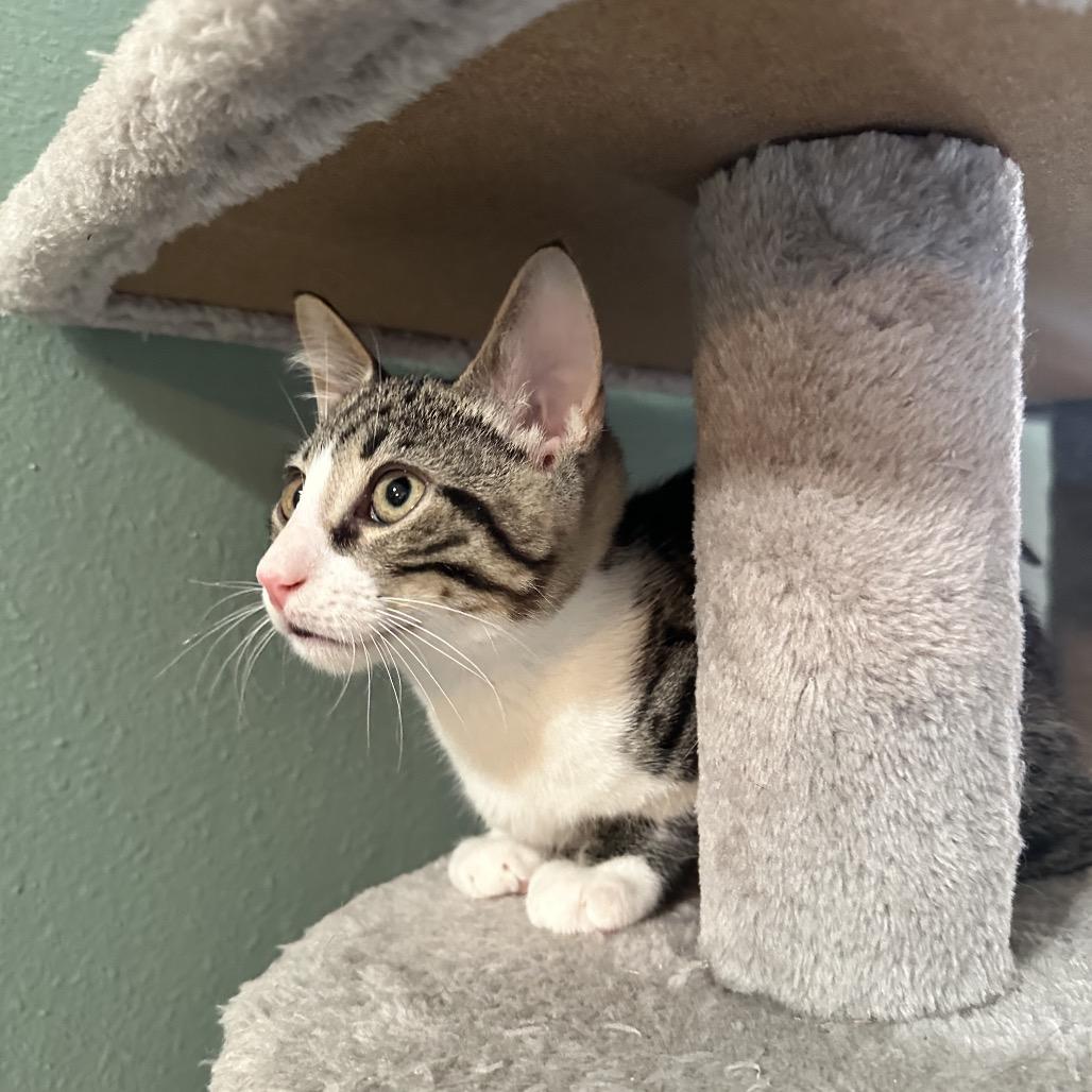 Enlarge Calzone, a Adoptable Domestic Short Hair in North Port, FL image 2/6