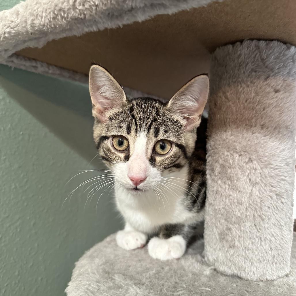 Enlarge Calzone, a Adoptable Domestic Short Hair in North Port, FL image 3/6