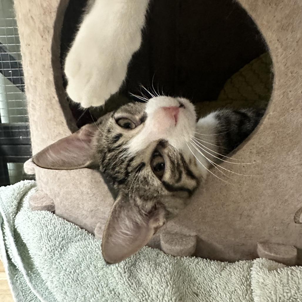 Enlarge Calzone, a Adoptable Domestic Short Hair in North Port, FL image 4/6