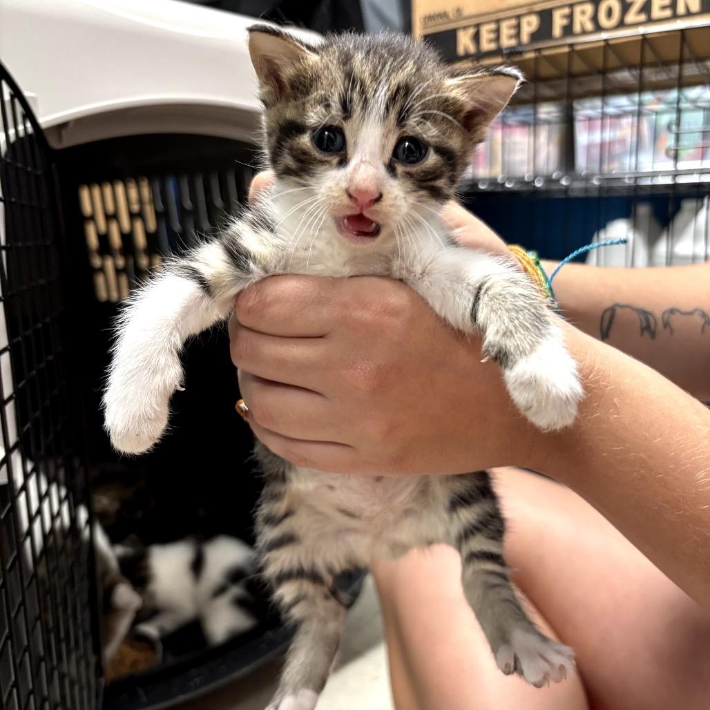 Enlarge Calzone, a Adoptable Domestic Short Hair in North Port, FL image 5/6