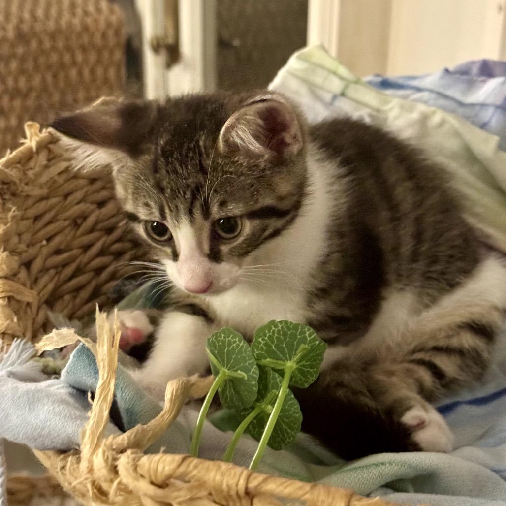 Enlarge Calzone, a Adoptable Domestic Short Hair in North Port, FL image 6/6