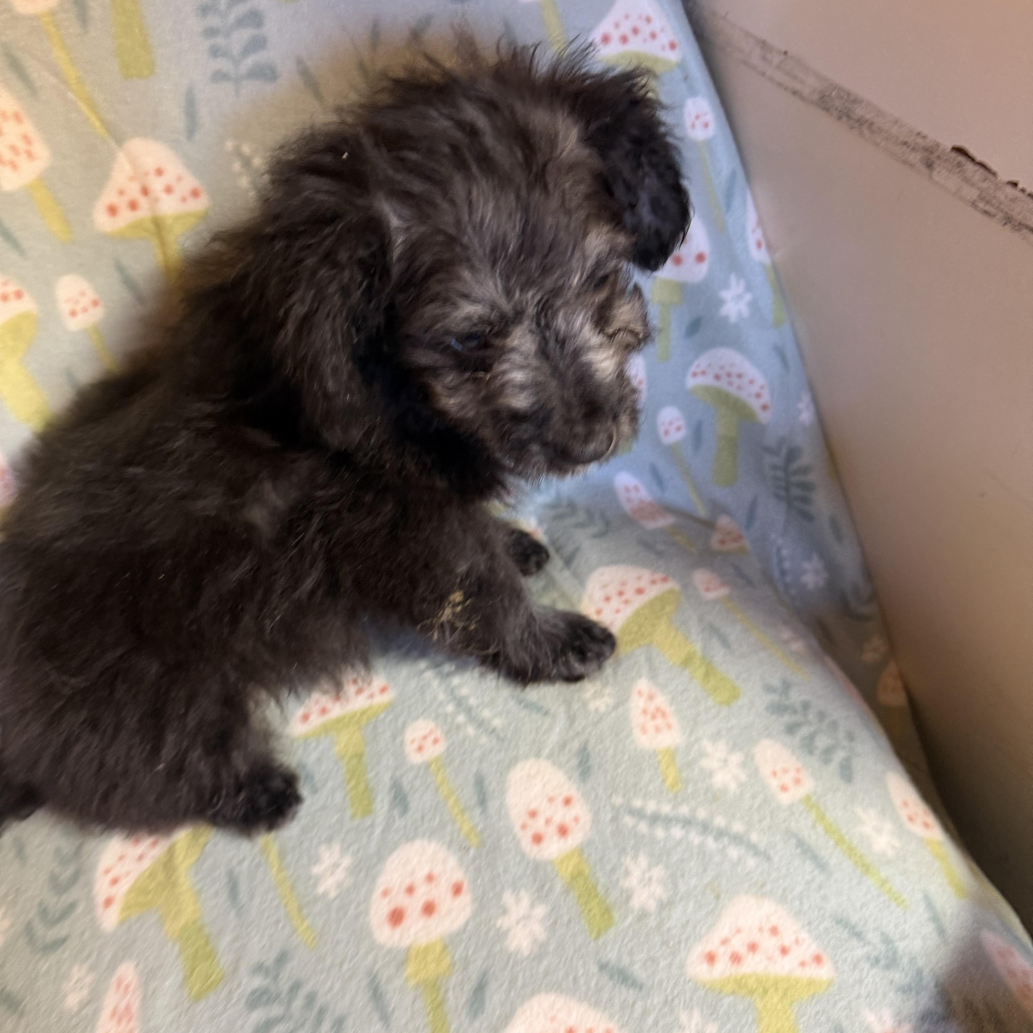Buzz, ADOPTABLE, Young Male Labradoodle.