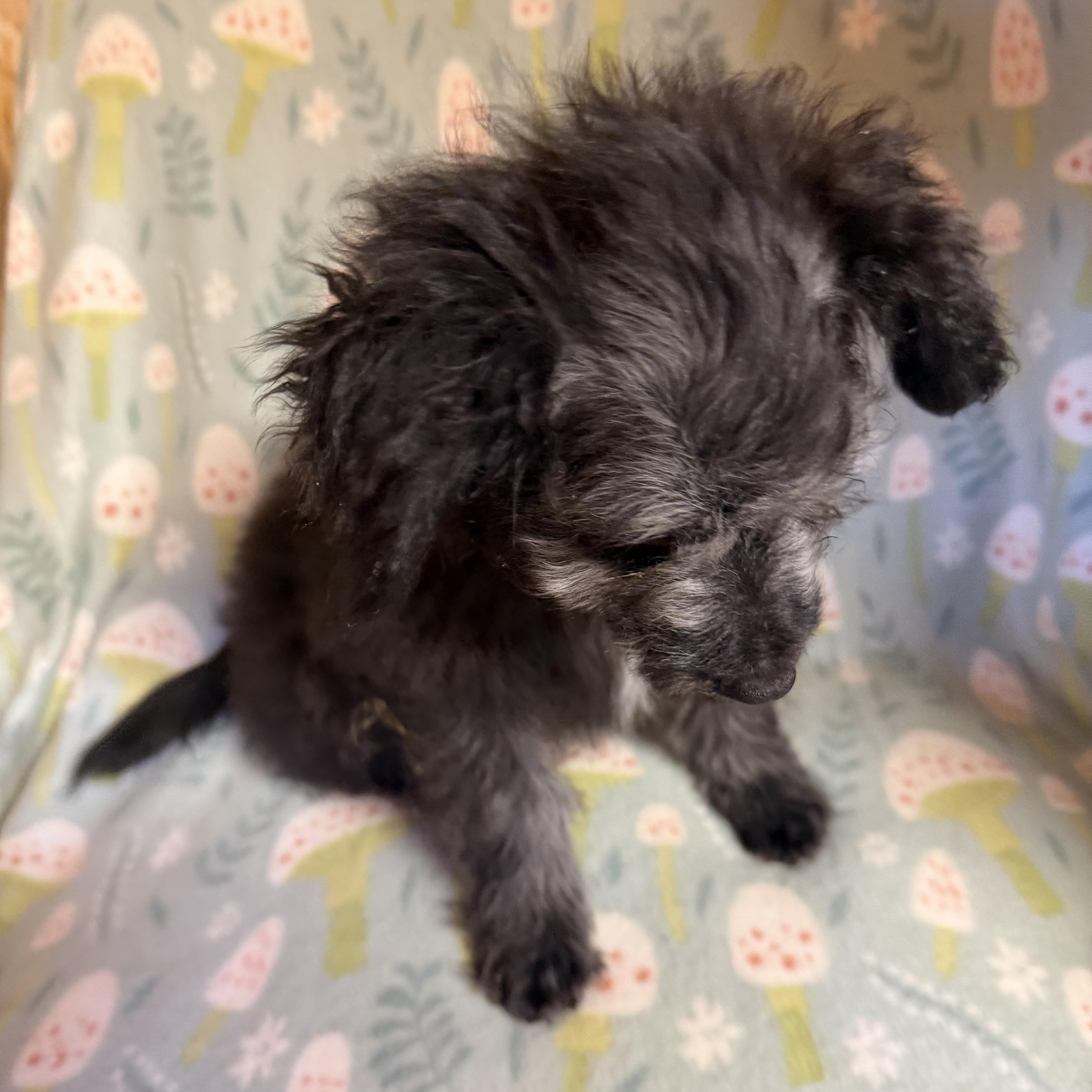 Enlarge Buzz, an adopted mixed breed in Westerly, RI image 2/3