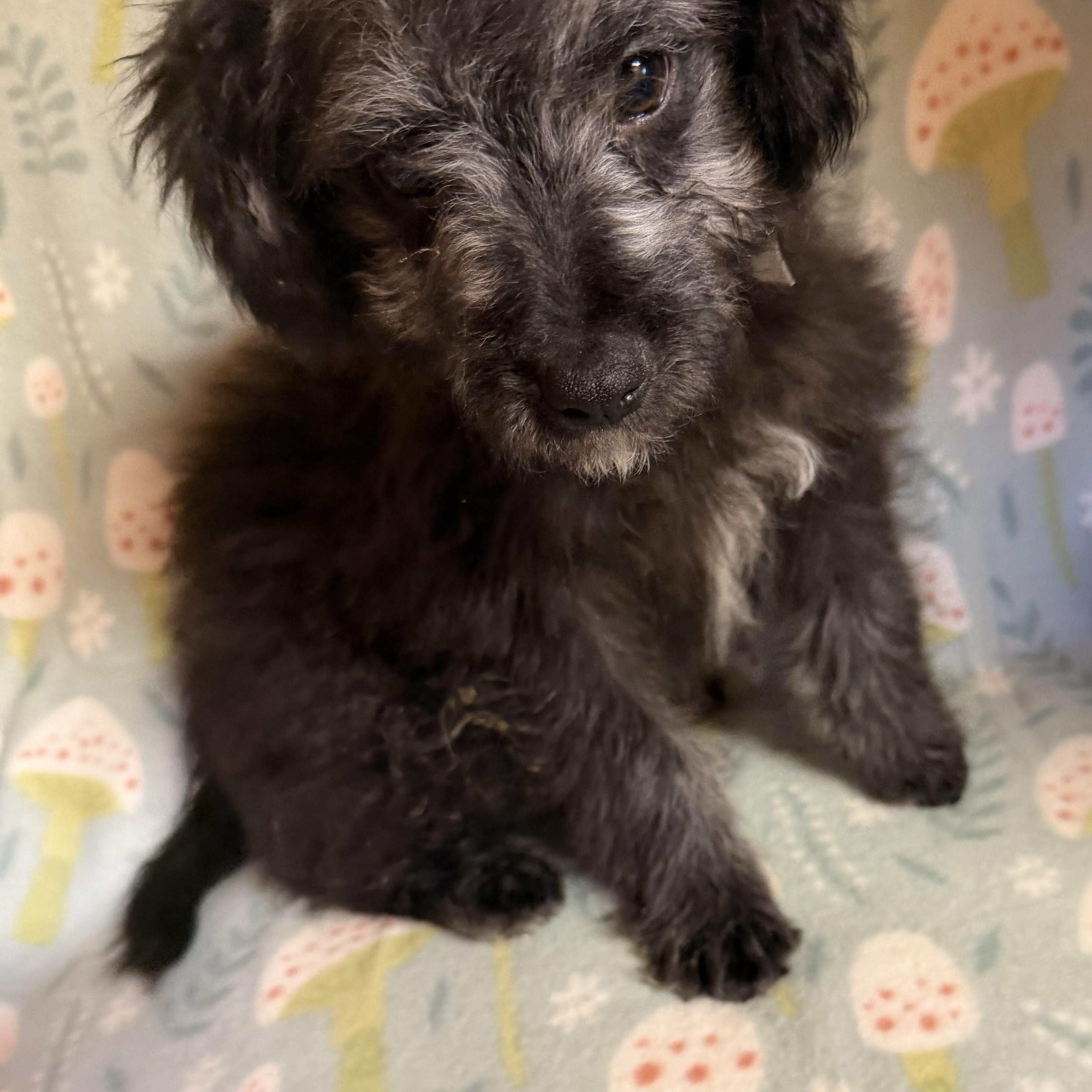 Enlarge Buzz, an adopted mixed breed in Westerly, RI image 3/3