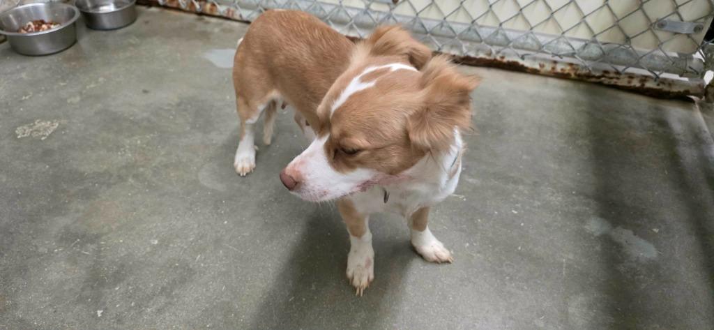 Ivy, Adoptable, Adult Female Chihuahua & Dachshund.