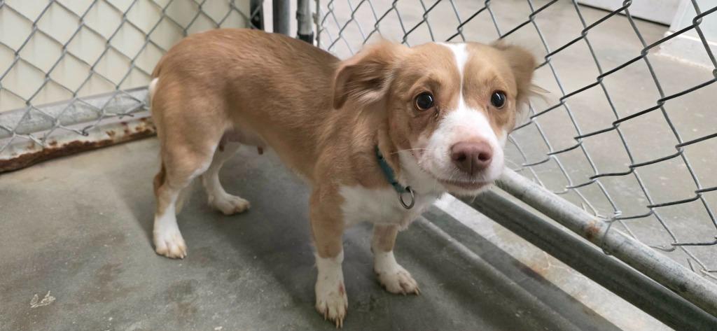 Enlarge Ivy, a Adoptable mixed breed in California City, CA image 2/3