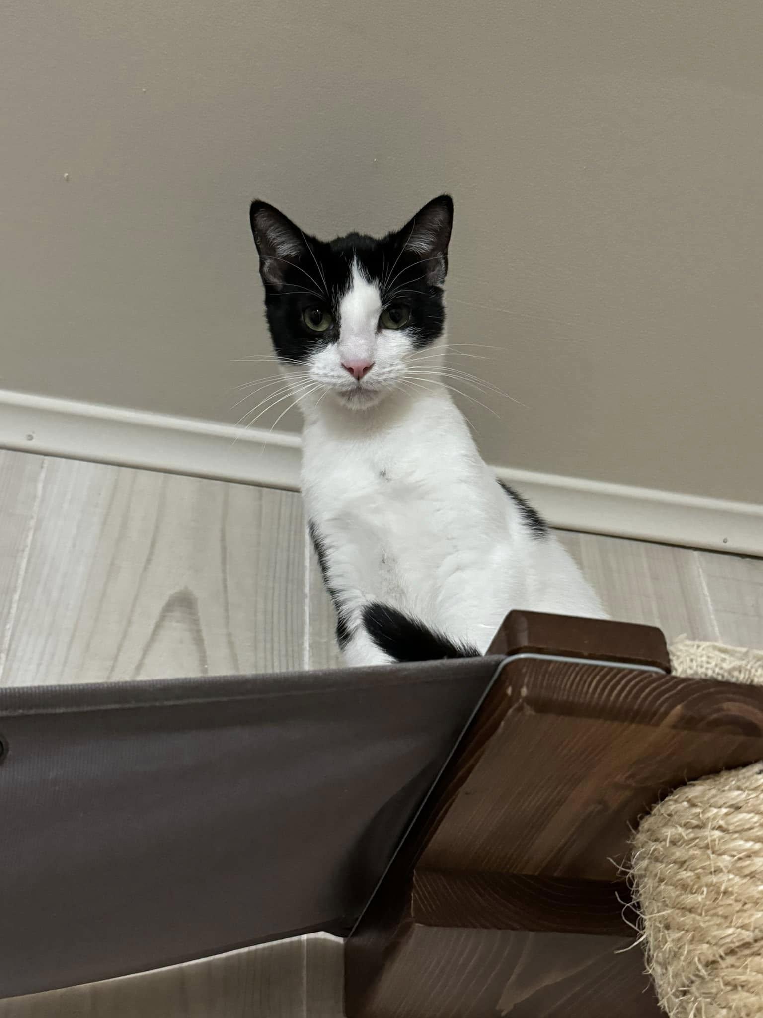 S'Mores - At Adoption Center, a Adoptable Domestic Short Hair in Oak Forest, IL image 3/5