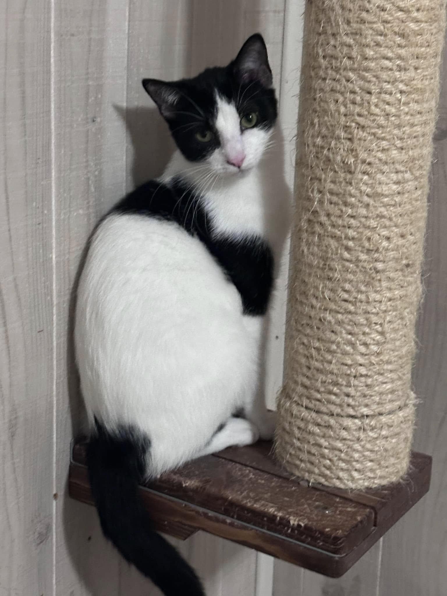 S'Mores - At Adoption Center, Adoptable, Young Male Domestic Short Hair.