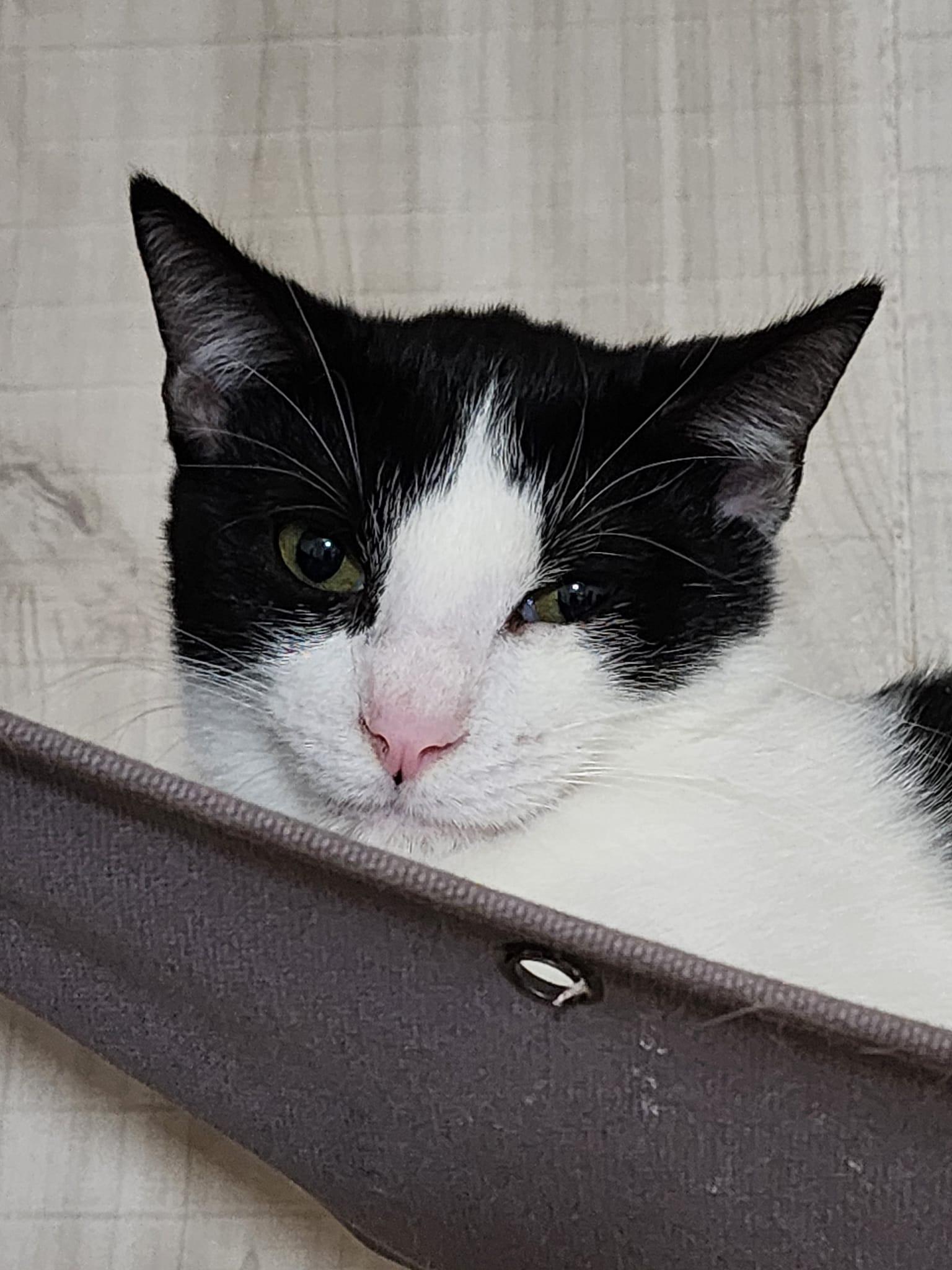 S'Mores - At Adoption Center, a Adoptable Domestic Short Hair in Oak Forest, IL image 5/5