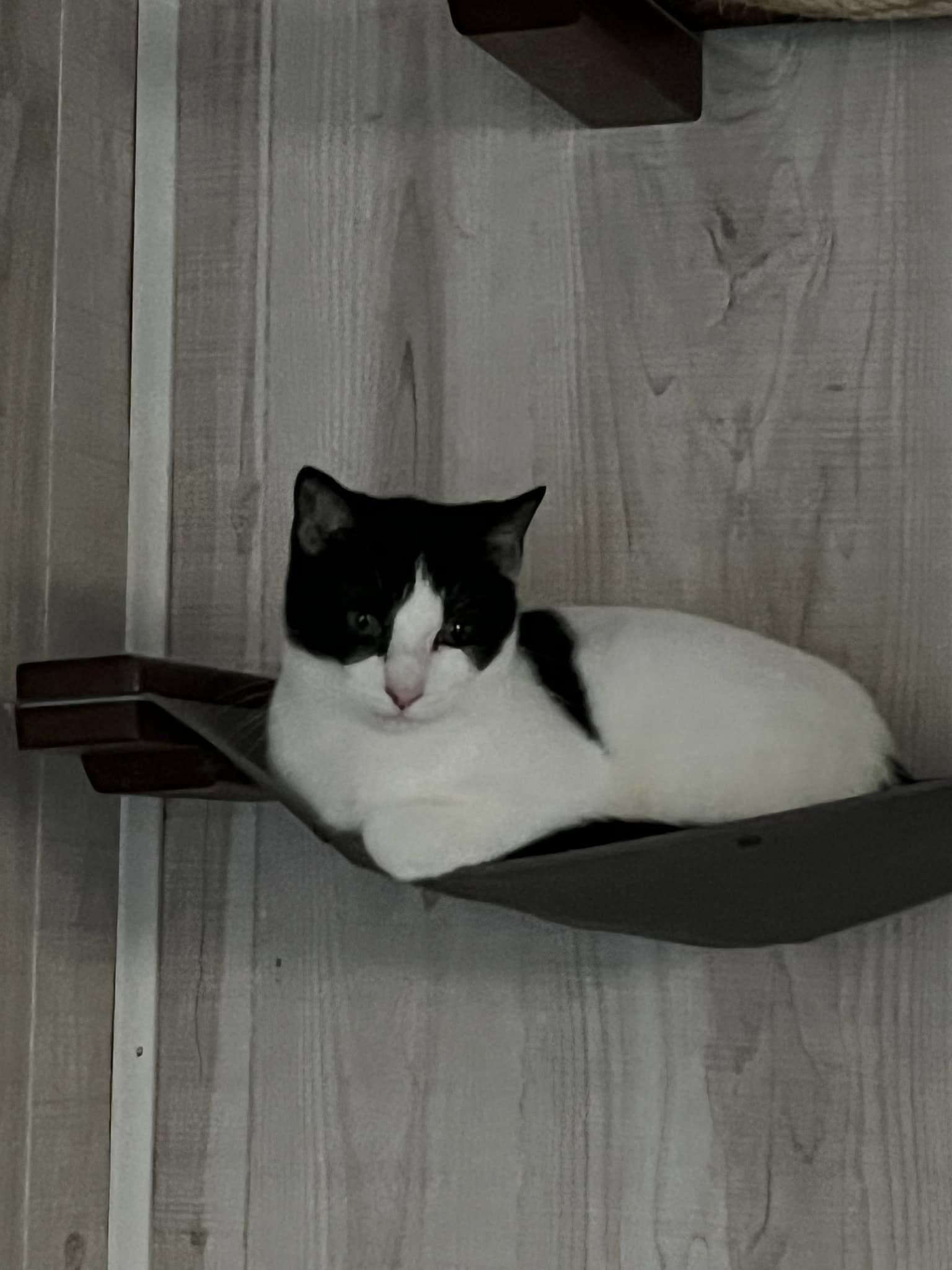 S'Mores - At Adoption Center, a Adoptable Domestic Short Hair in Oak Forest, IL image 2/5