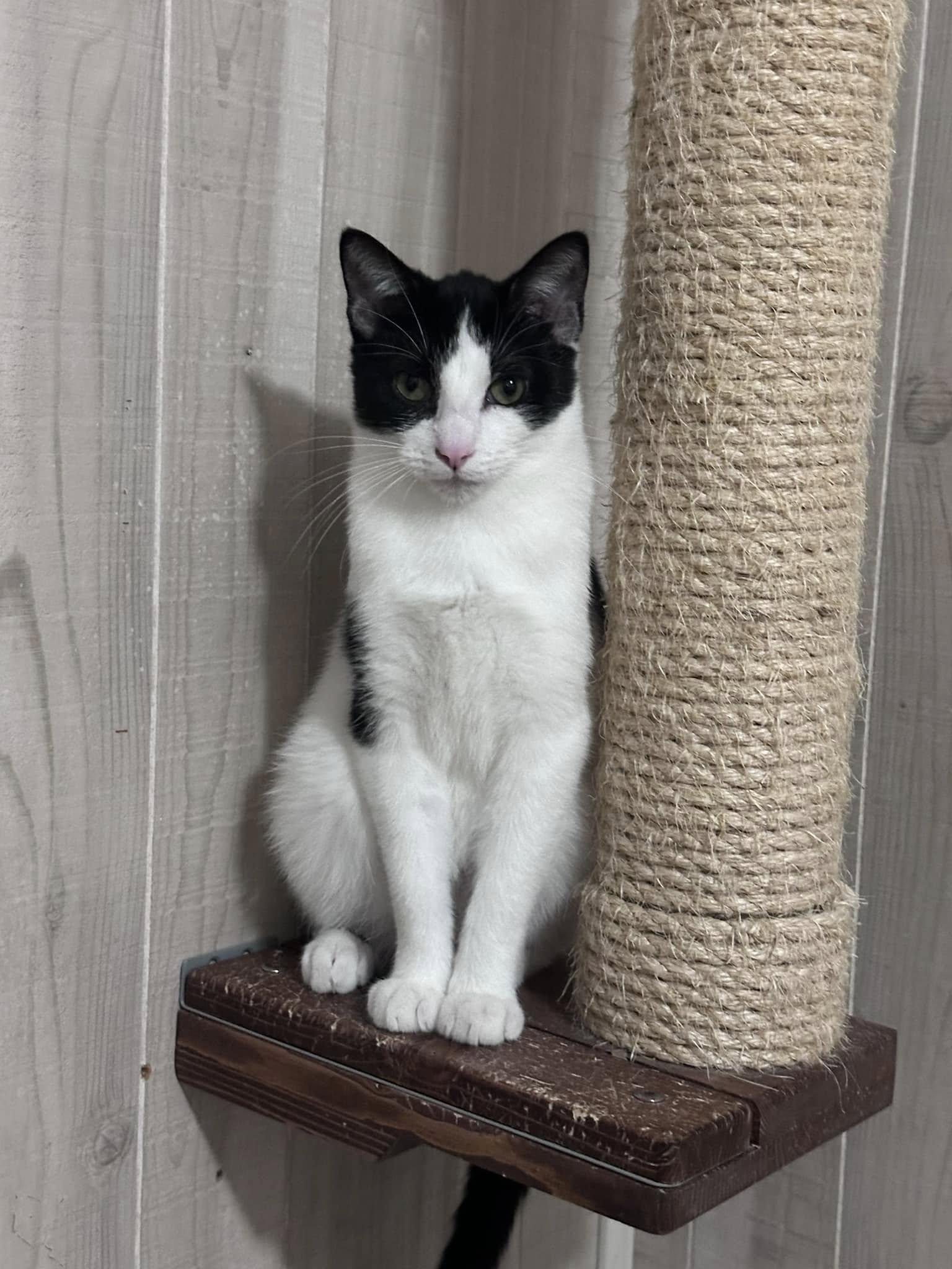 S'Mores - At Adoption Center, a Adoptable Domestic Short Hair in Oak Forest, IL image 4/5