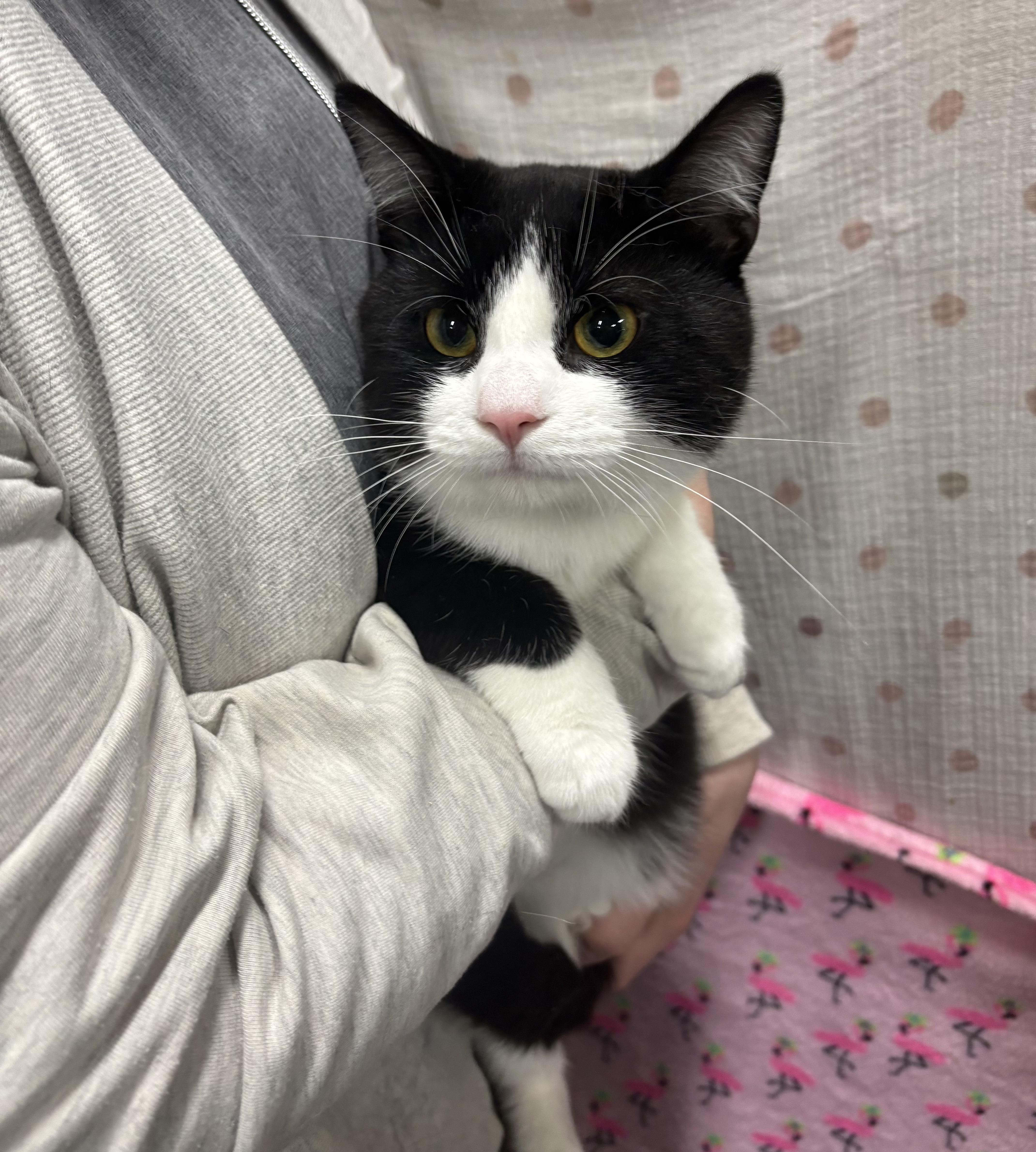 Enlarge SMALL FRY, an adoption pending Domestic Short Hair in Tillsonburg, ON image 2/2