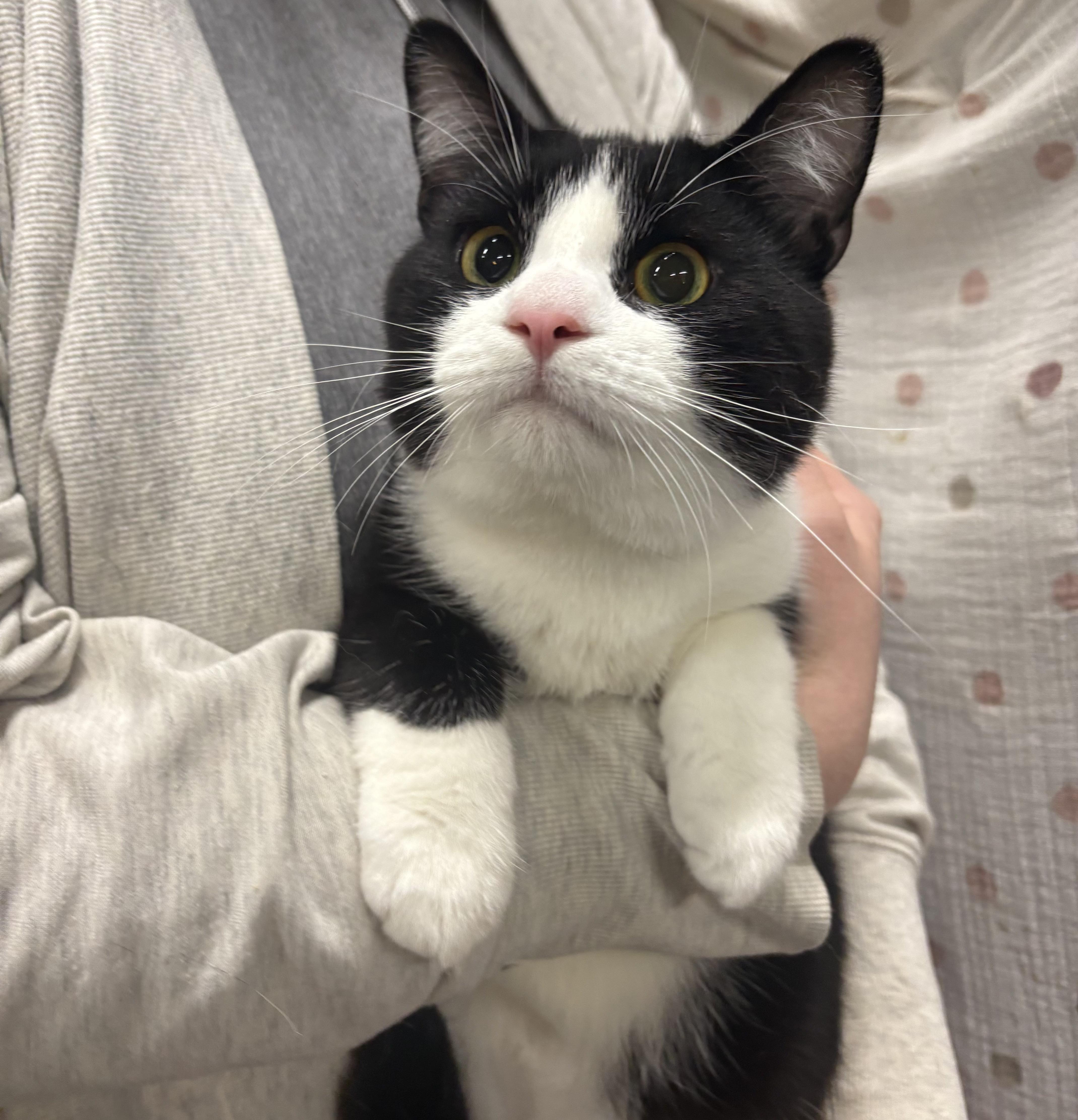 Enlarge SMALL FRY, an adoption pending Domestic Short Hair in Tillsonburg, ON image 1/2