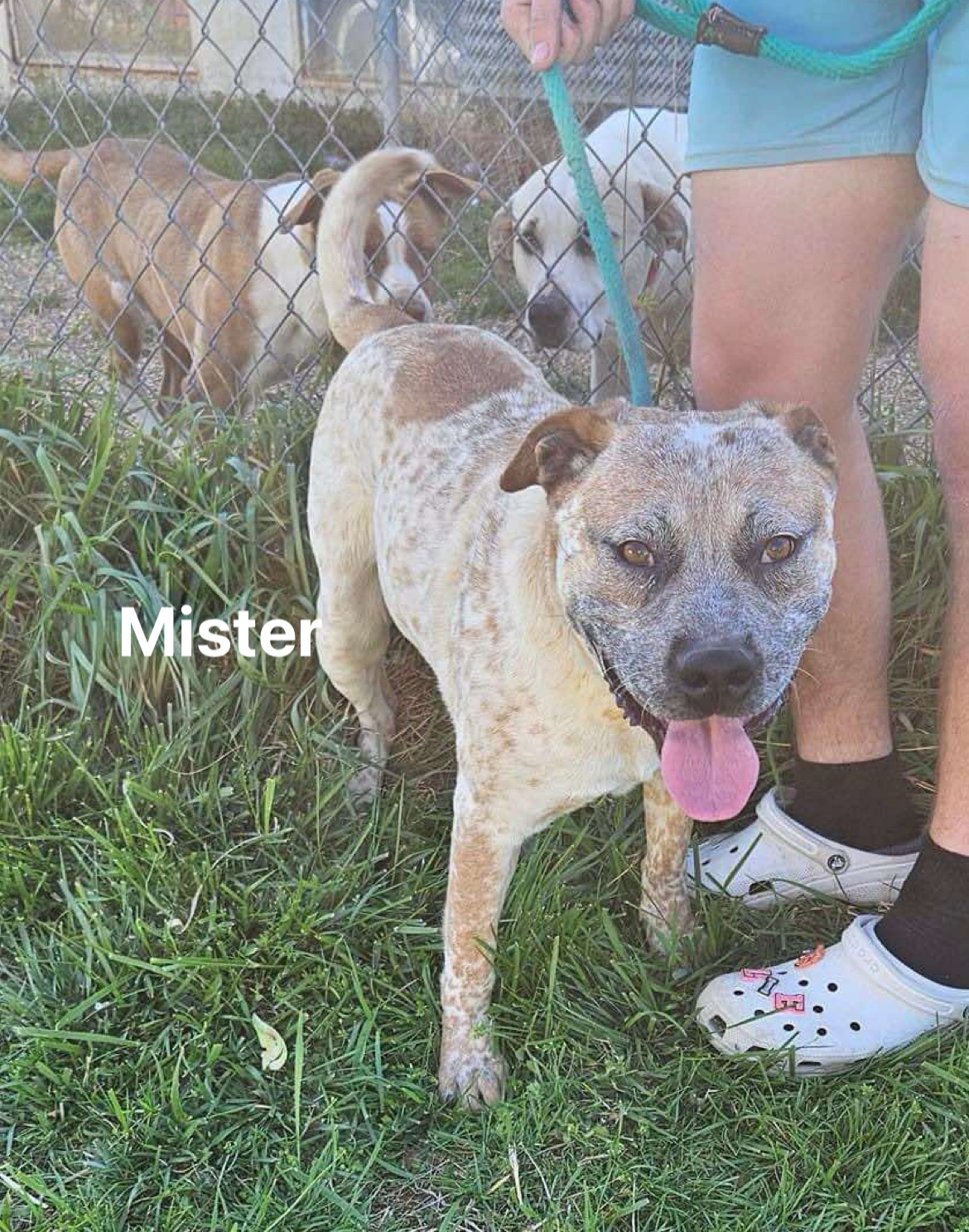 Mister, an adoptable Cattle Dog in Sullivan, MO, 63080 | Photo Image 1