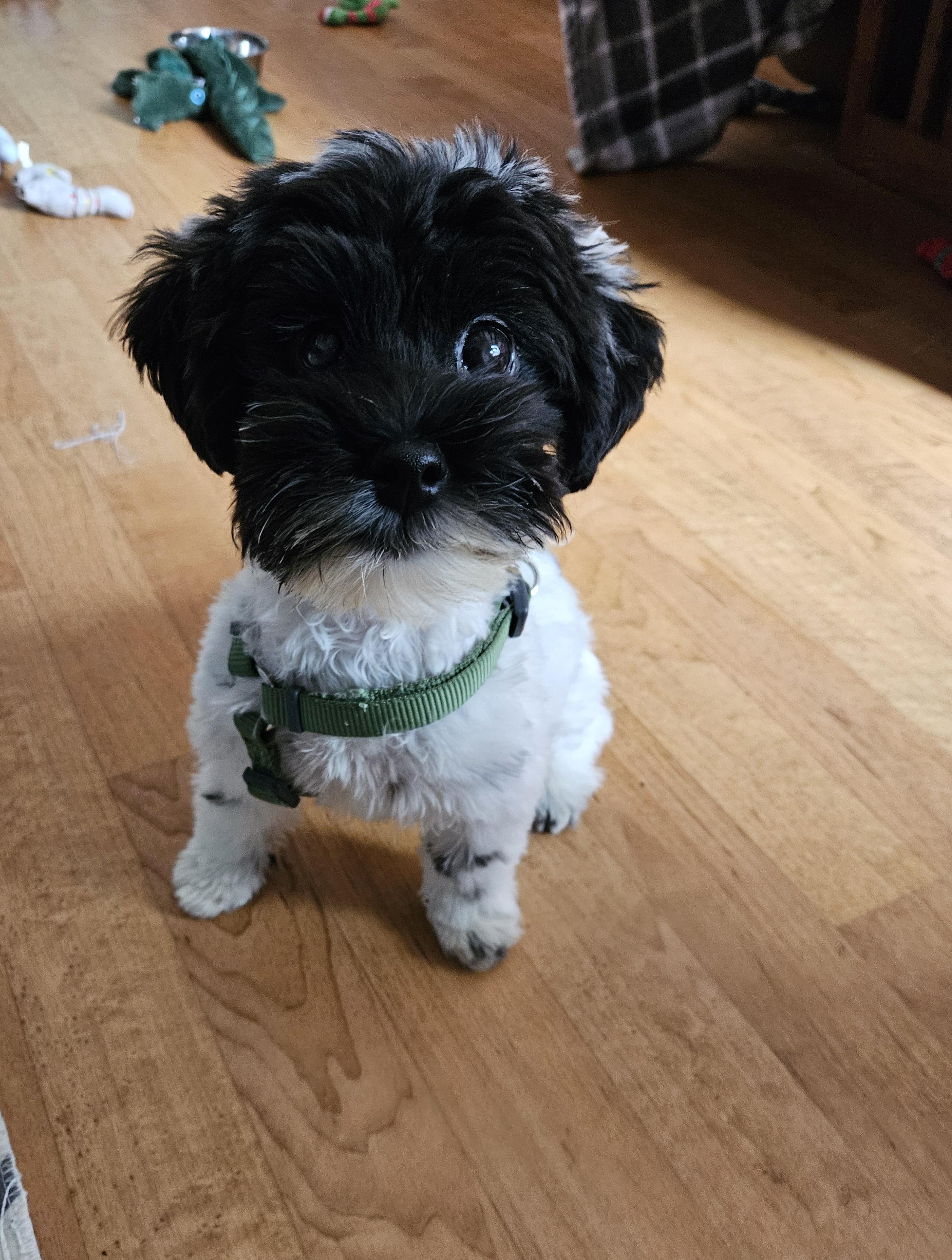 Enlarge Wriggly, a Adoptable mixed breed in Schofield, WI image 4/4