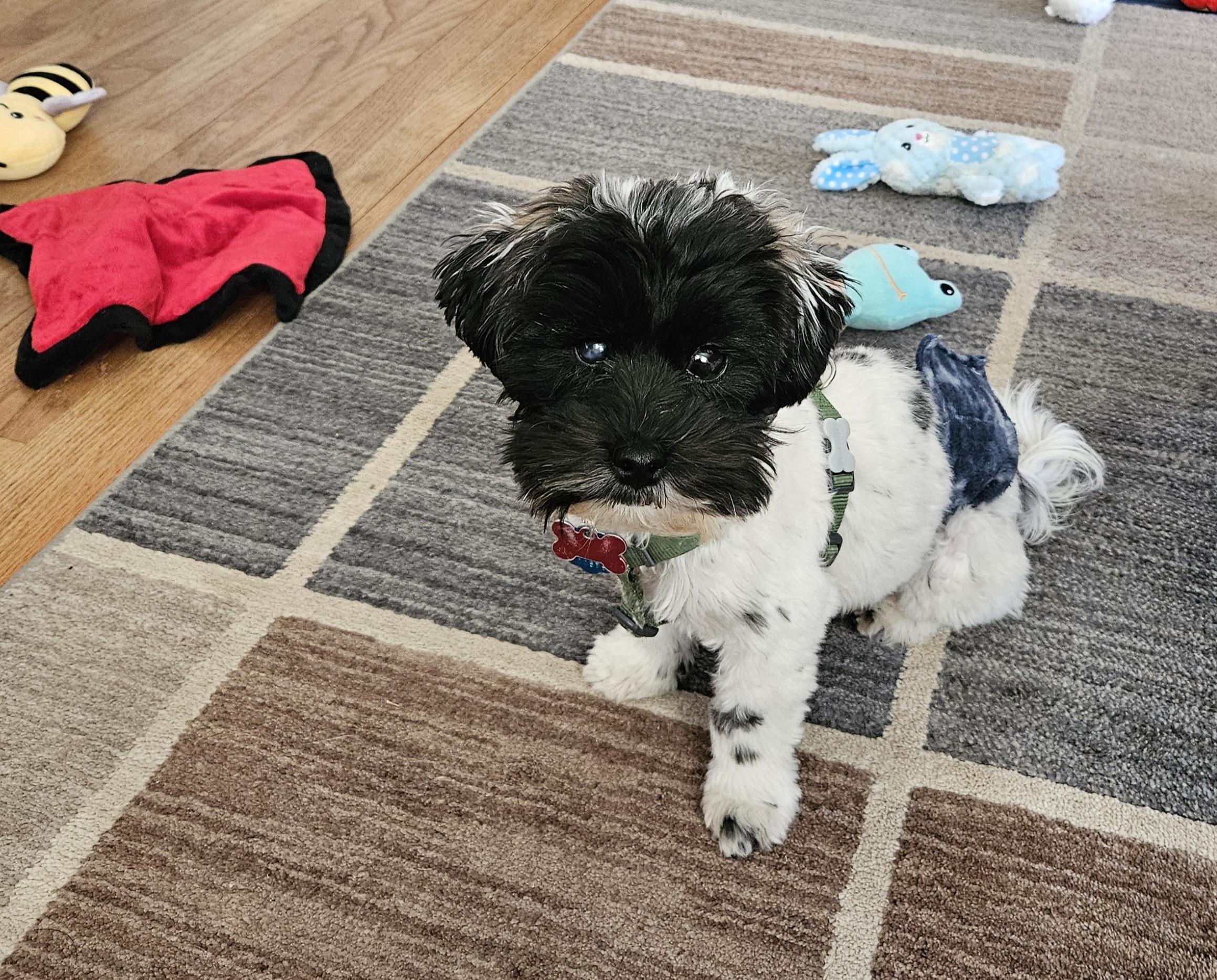 Enlarge Wriggly, a Adoptable mixed breed in Schofield, WI image 1/4