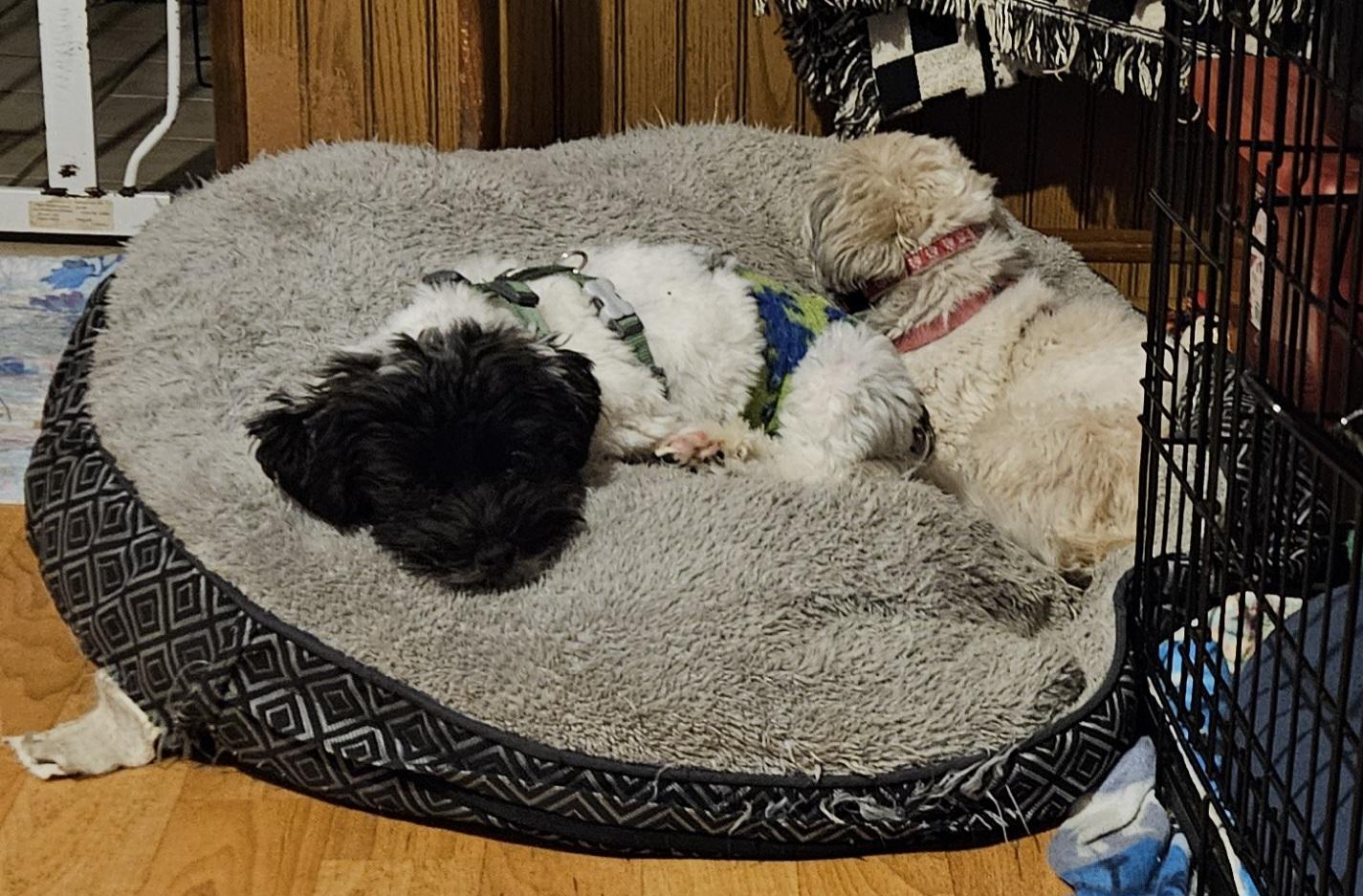 Enlarge Wriggly, a Adoptable mixed breed in Schofield, WI image 2/4