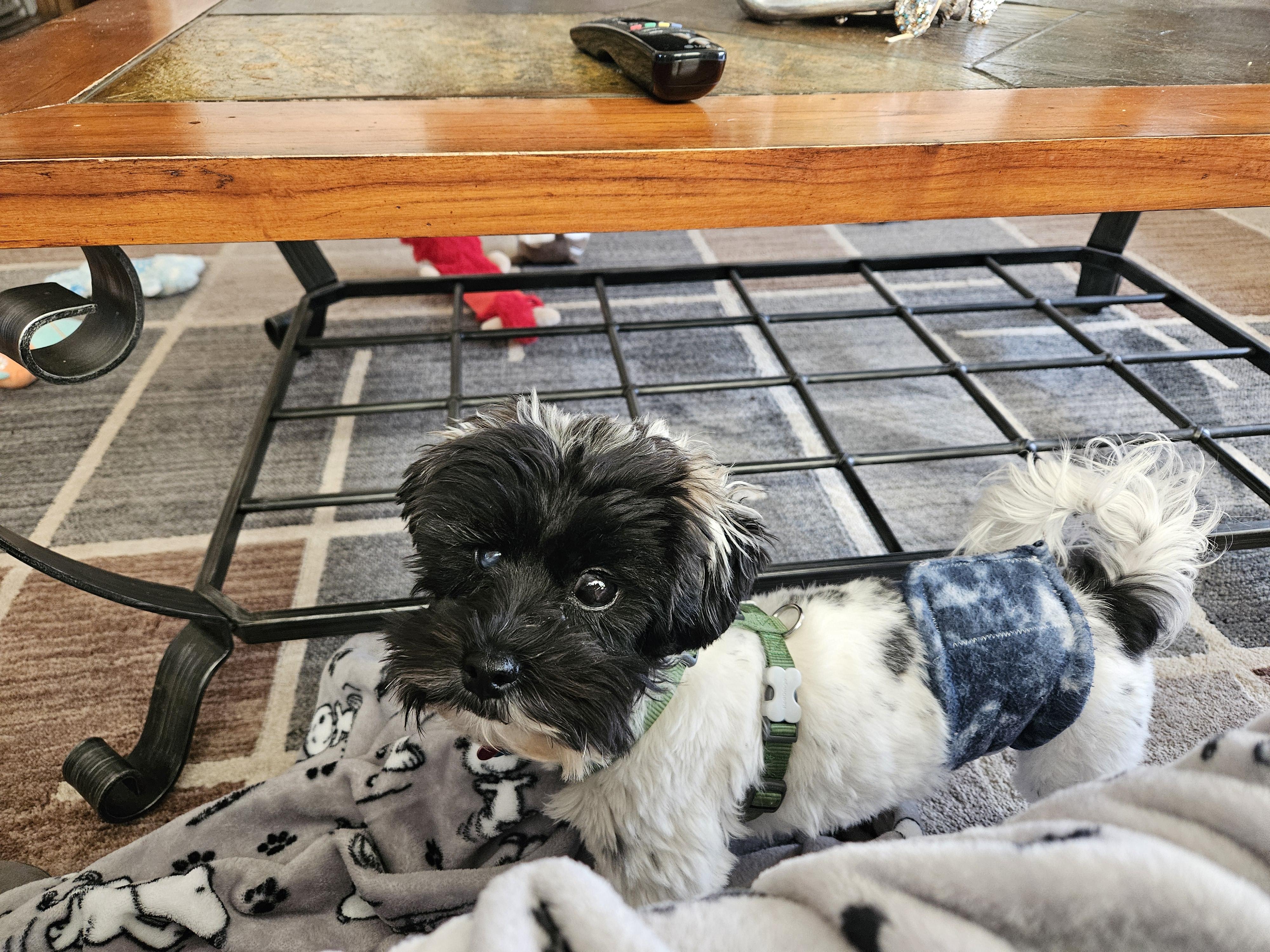 Enlarge Wriggly, a Adoptable mixed breed in Schofield, WI image 3/4