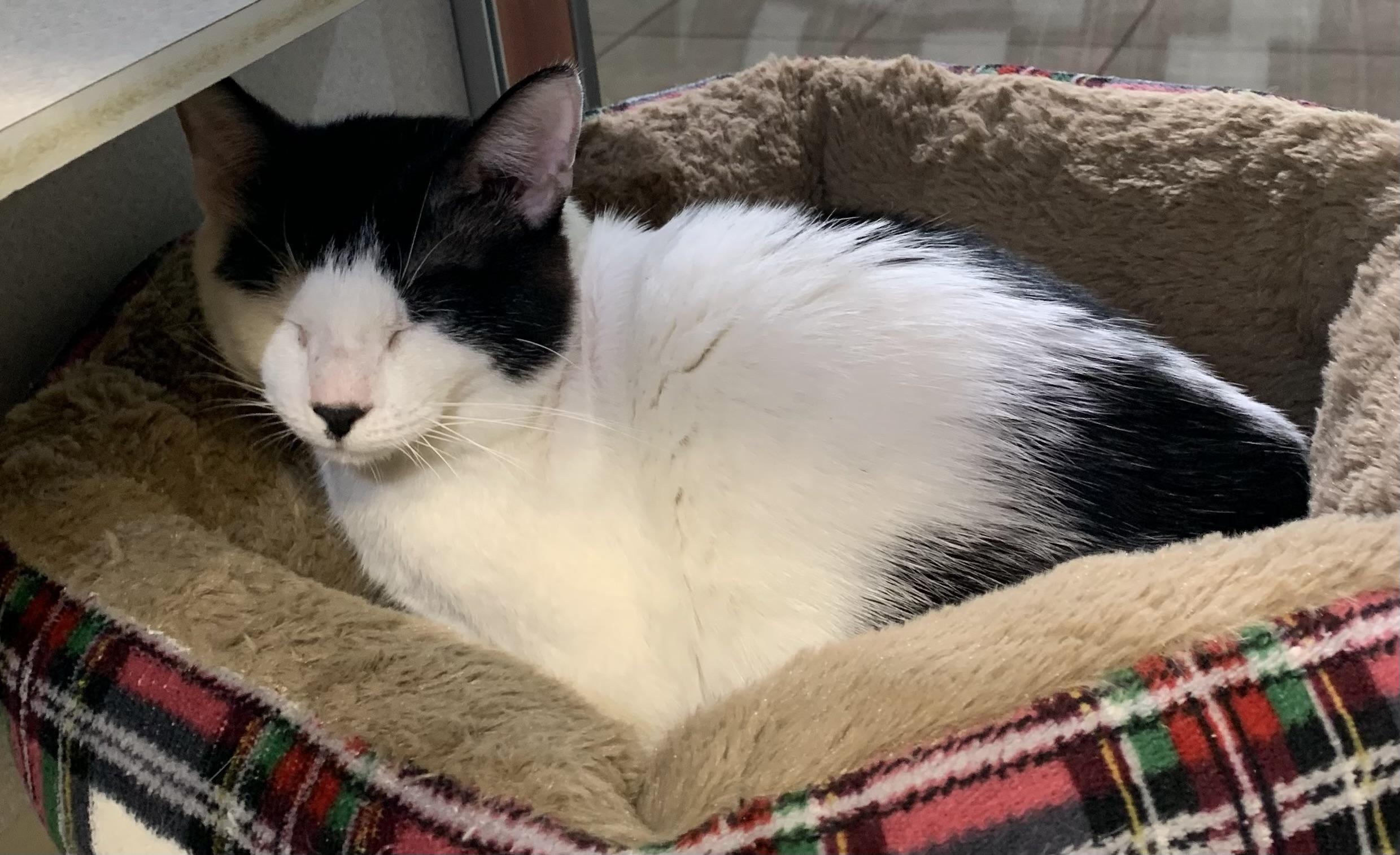 Enlarge Oreo, an adopted mixed breed in Massena, NY image 2/2