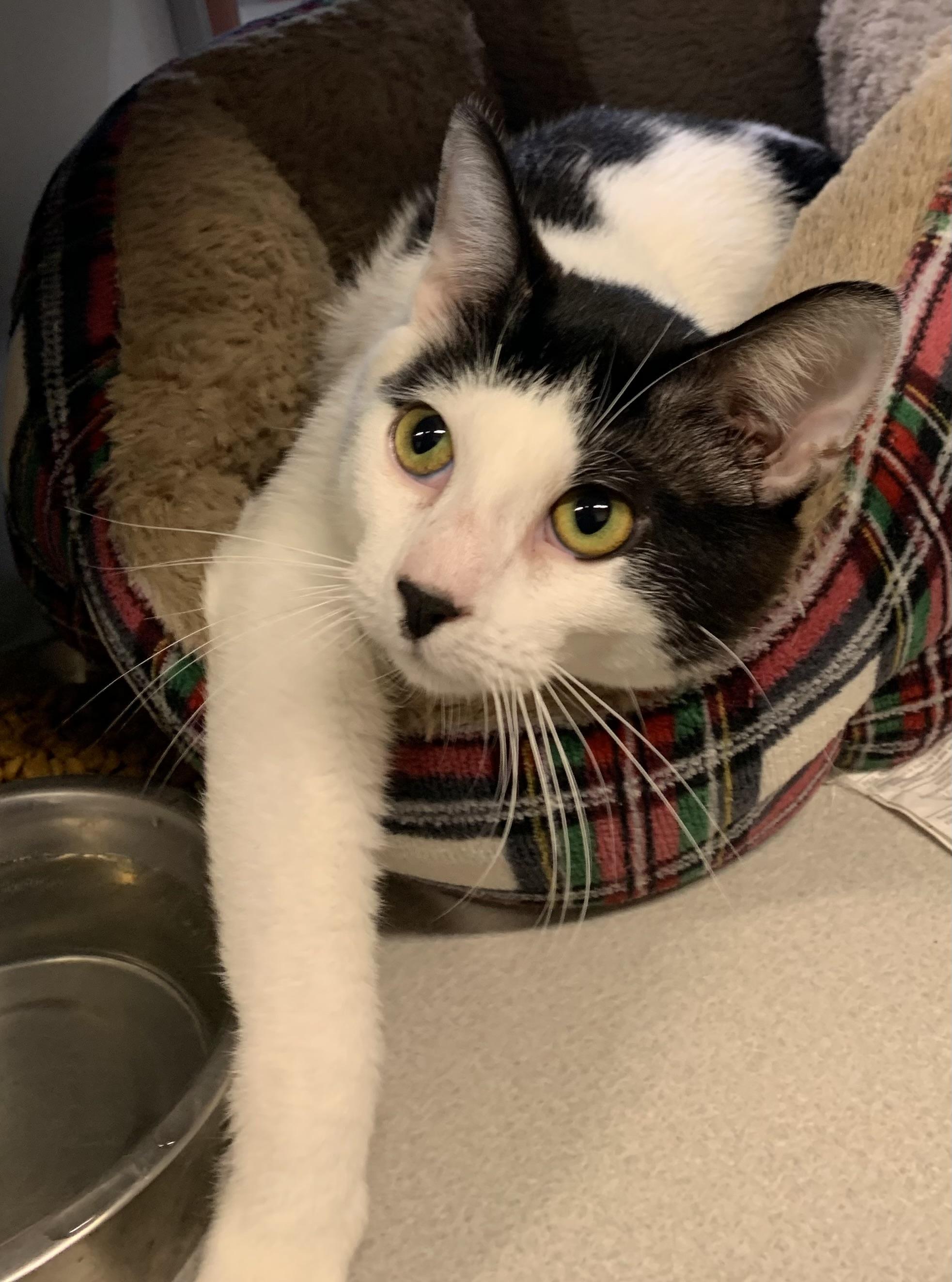Oreo, adopted, Adult Male Domestic Short Hair.