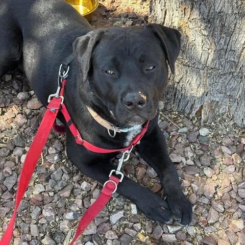 Carbon, Adoptable, Young Male Black Labrador Retriever.