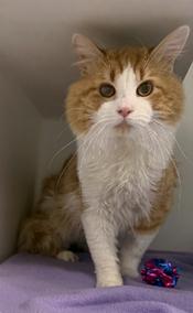 Enlarge Herbert, a ADOPTABLE Domestic Medium Hair in Hillsboro, MO image 1/1