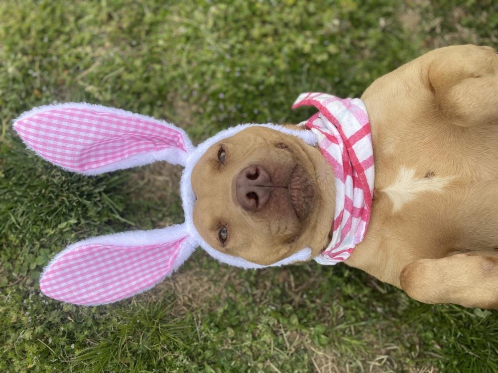 Irish, Adoptable, Adult Female Pit Bull Terrier.