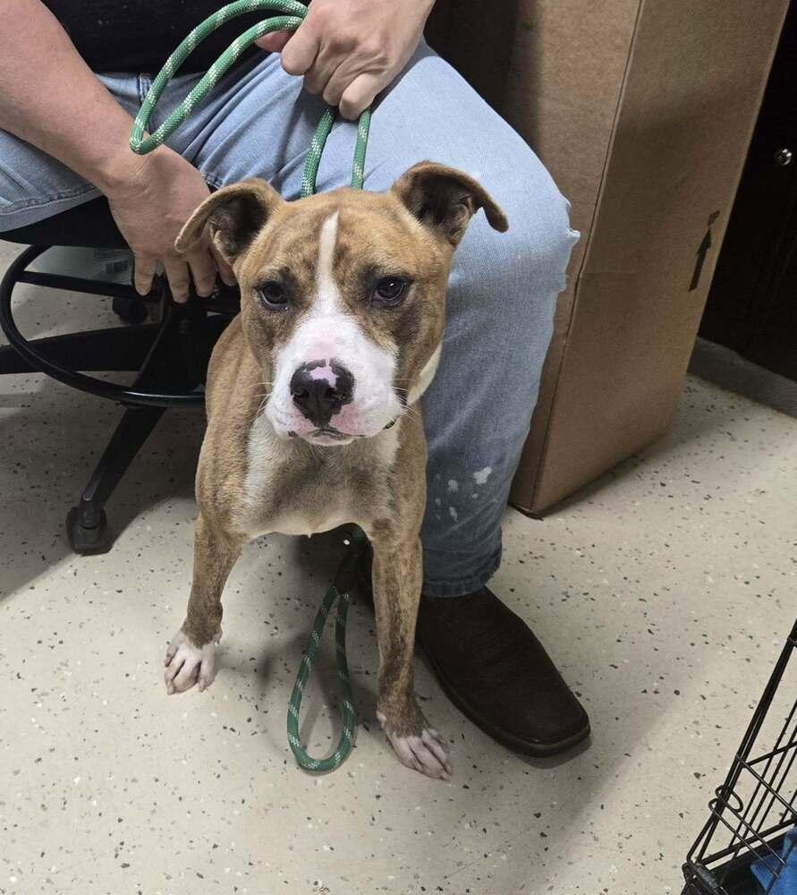 Pimp Dog, Adoptable, Young Male Pit Bull Terrier.