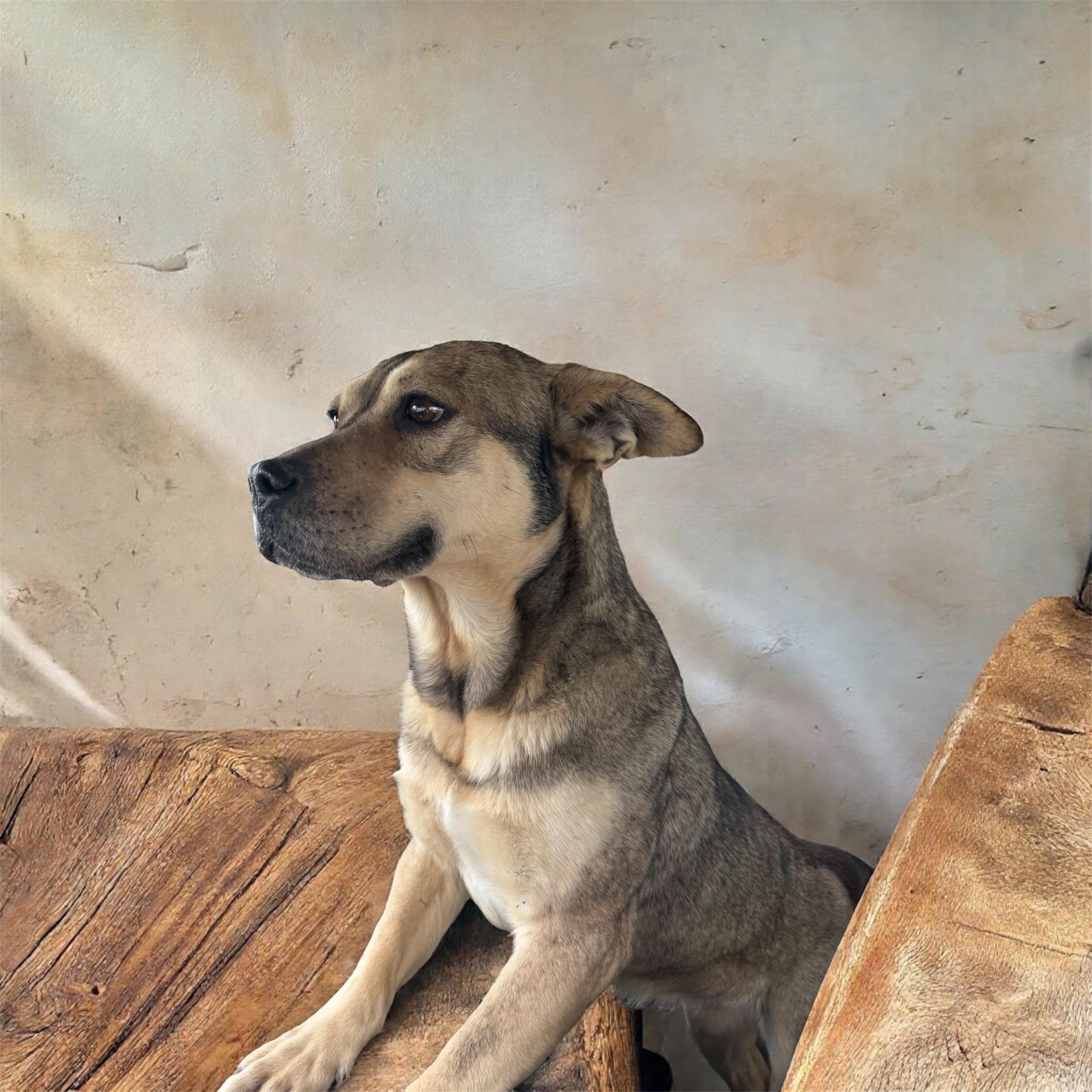 Daisy Lou, Adoptable, Adult Female German Shepherd Dog.