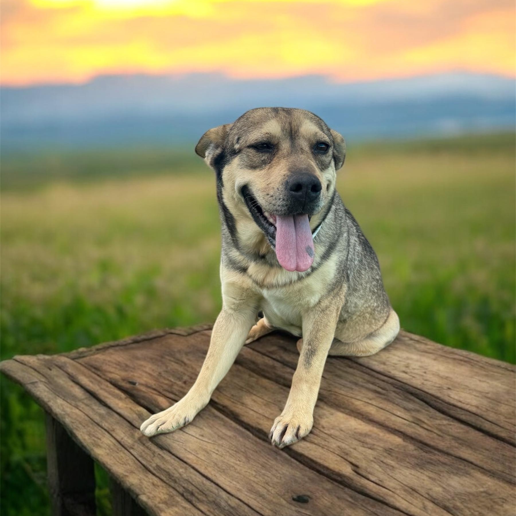 Daisy Lou, a Adoptable mixed breed in Williston, VT image 4/4