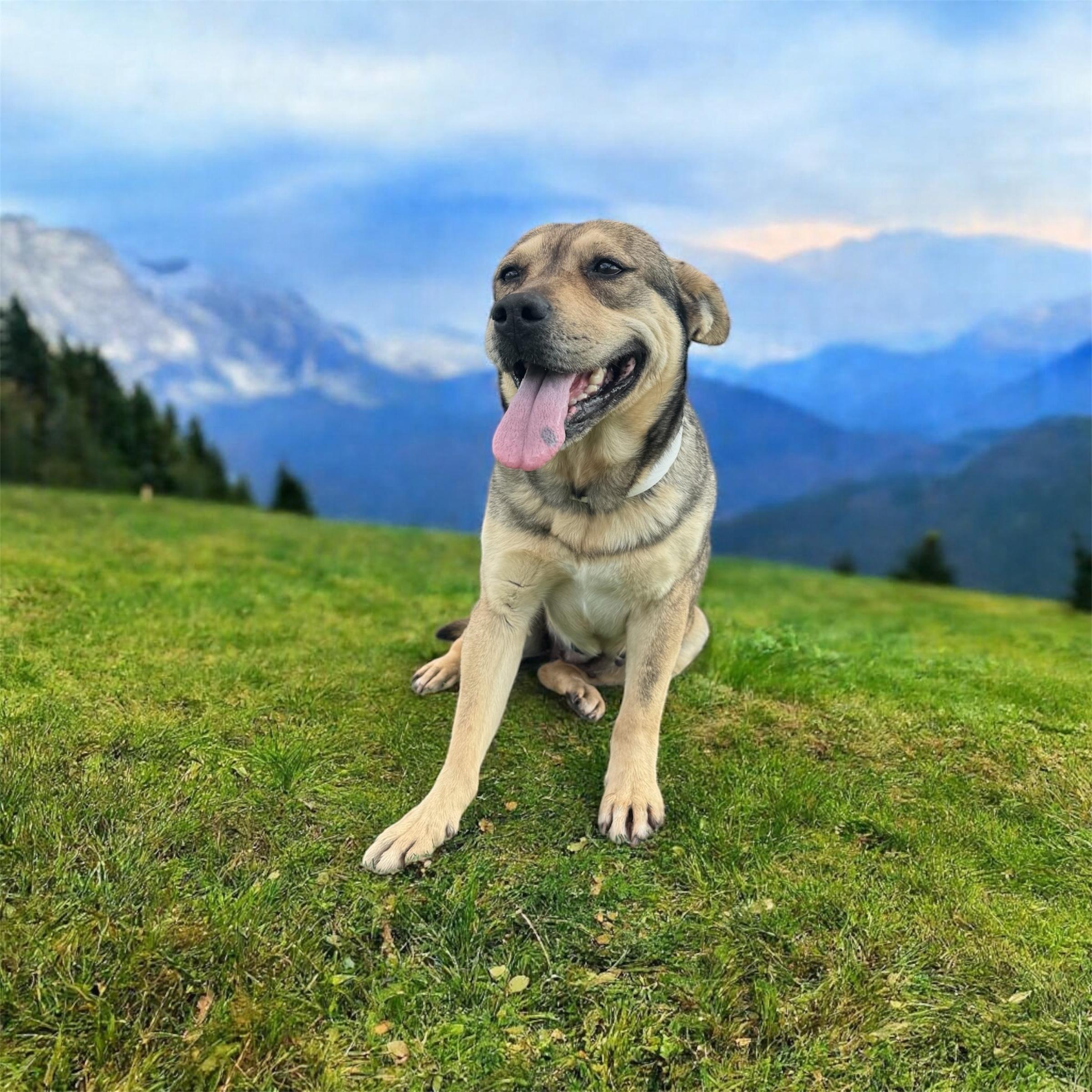 Daisy Lou, a Adoptable mixed breed in Williston, VT image 2/4
