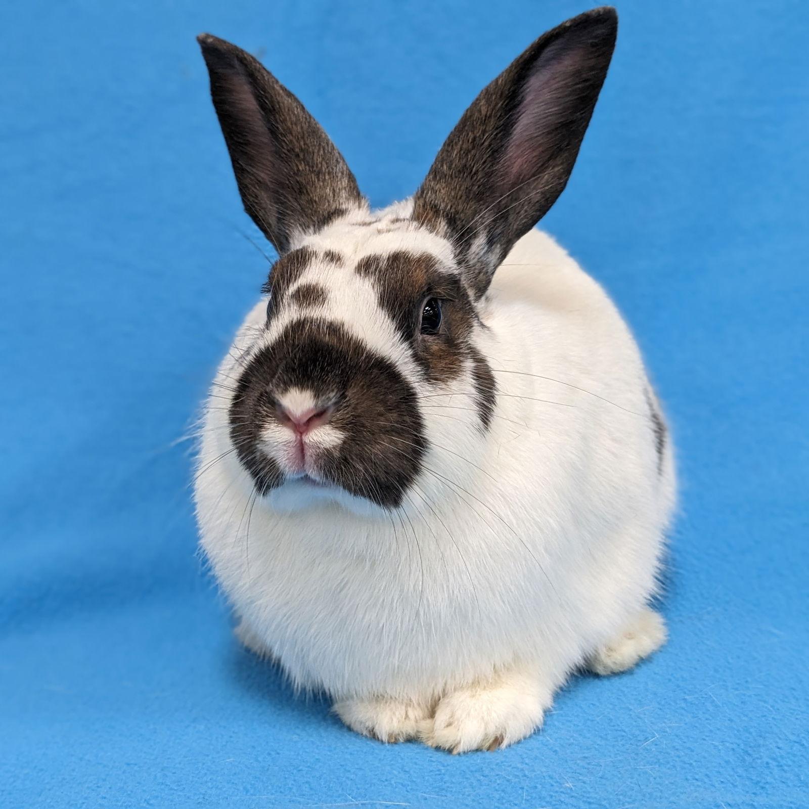 Enlarge Bonnie, a Adoptable mixed breed in Antioch, CA image 1/3