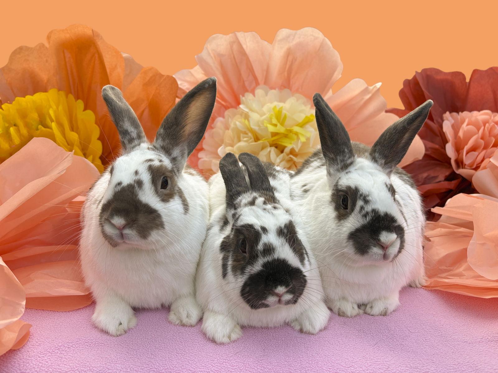 Enlarge Bonnie, a Adoptable mixed breed in Antioch, CA image 3/3