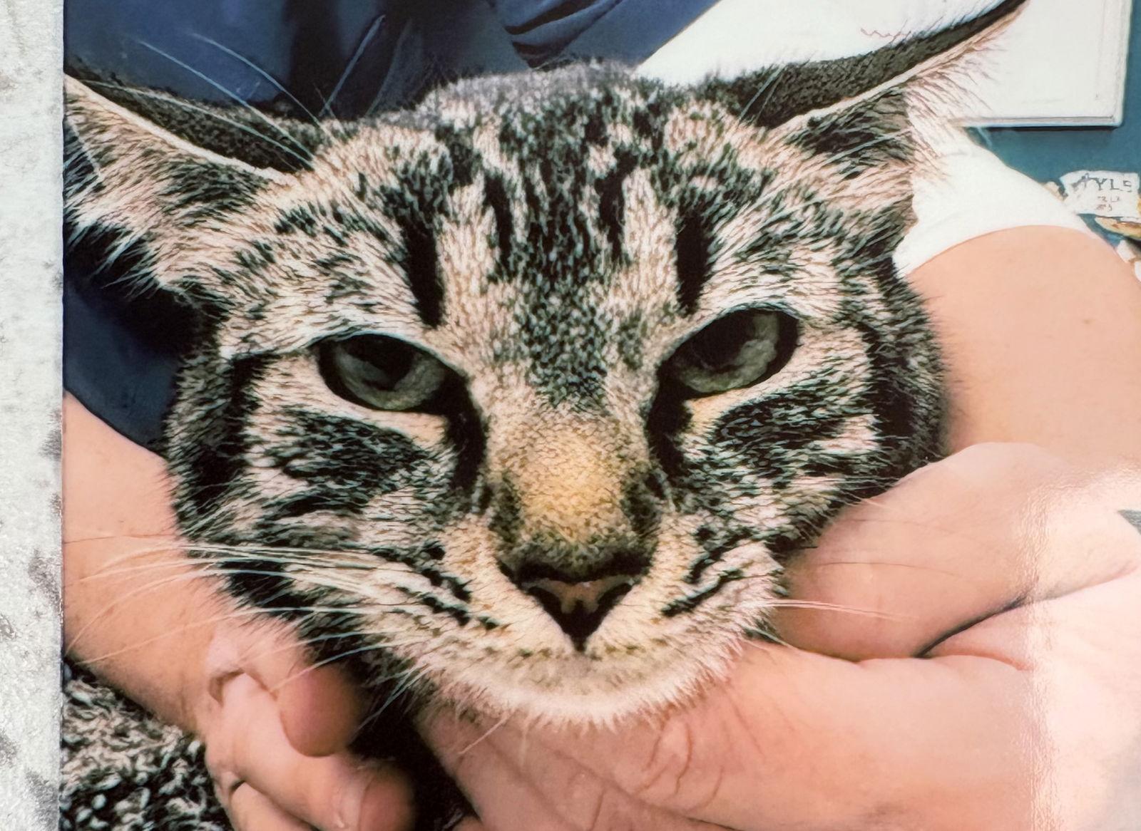 Coraline, Adoptable, Adult Female Domestic Short Hair & Tabby.