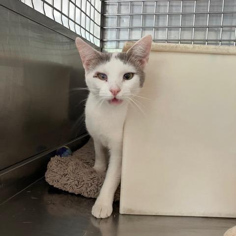 Chernobyl, Adoptable, Adult Female Domestic Short Hair.