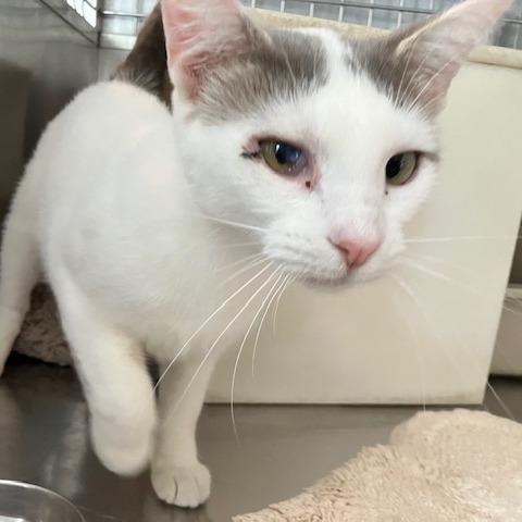 Chernobyl, a Adoptable Domestic Short Hair in South Haven, MI image 3/6