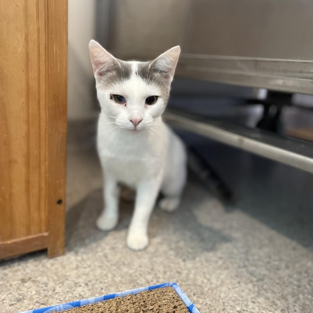 Chernobyl, a Adoptable Domestic Short Hair in South Haven, MI image 5/6